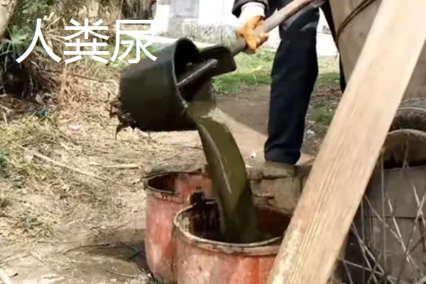 哪些肥料可作为韭菜专用肥,有腐熟的鸡粪、草木灰、饼肥等类型