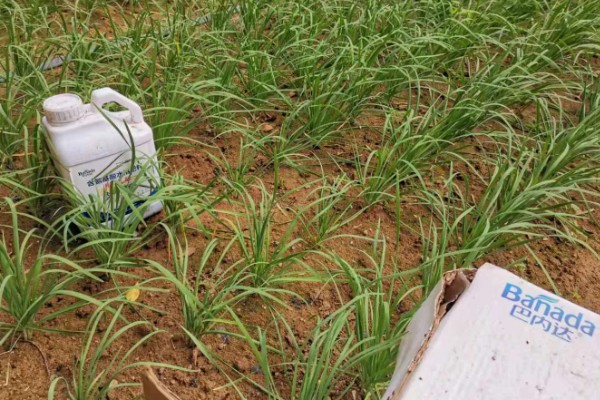 哪些肥料可作为韭菜专用肥,有腐熟的鸡粪、草木灰、饼肥等类型