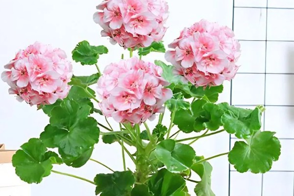 在室内养殖天竺葵会不会中毒，只要不误食就没有危害