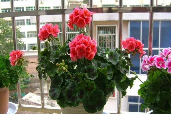 在室内养殖天竺葵会不会中毒，只要不误食就没有危害