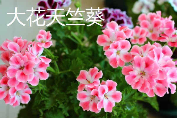 在室内养殖天竺葵会不会中毒，只要不误食就没有危害