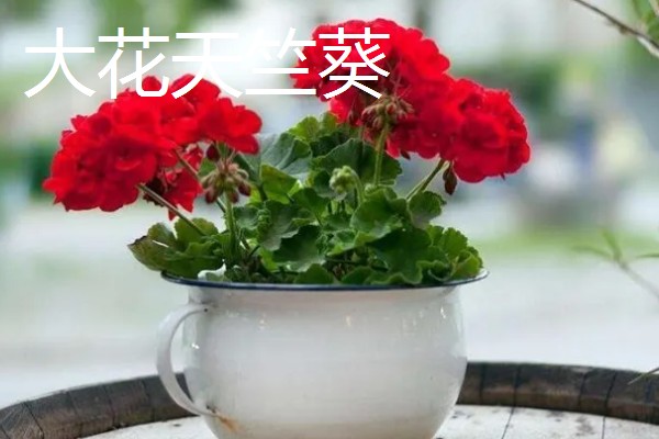 在室内养殖天竺葵会不会中毒，只要不误食就没有危害