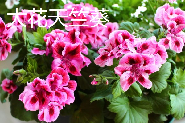 在室内养殖天竺葵会不会中毒，只要不误食就没有危害