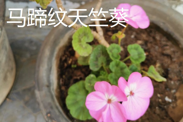 在室内养殖天竺葵会不会中毒，只要不误食就没有危害