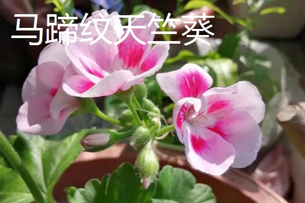 在室内养殖天竺葵会不会中毒，只要不误食就没有危害