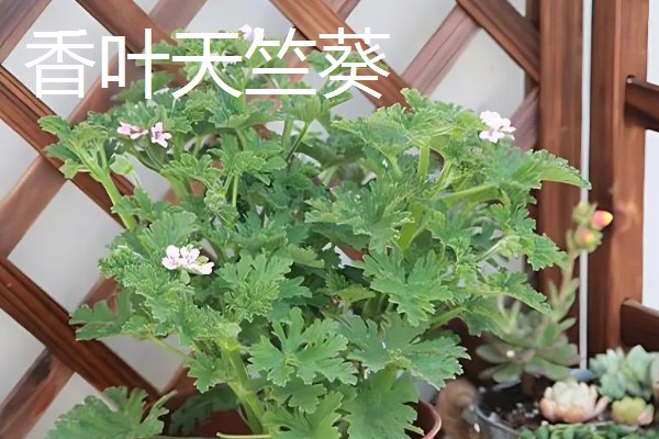 在室内养殖天竺葵会不会中毒，只要不误食就没有危害