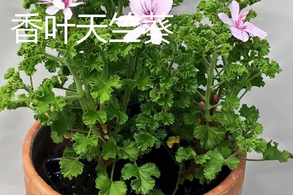 在室内养殖天竺葵会不会中毒，只要不误食就没有危害