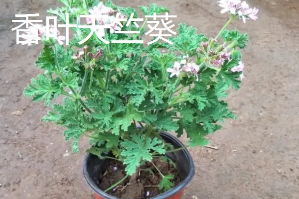 在室内养殖天竺葵会不会中毒，只要不误食就没有危害