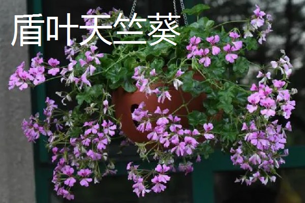 在室内养殖天竺葵会不会中毒，只要不误食就没有危害