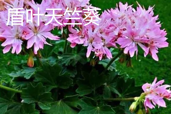 在室内养殖天竺葵会不会中毒，只要不误食就没有危害