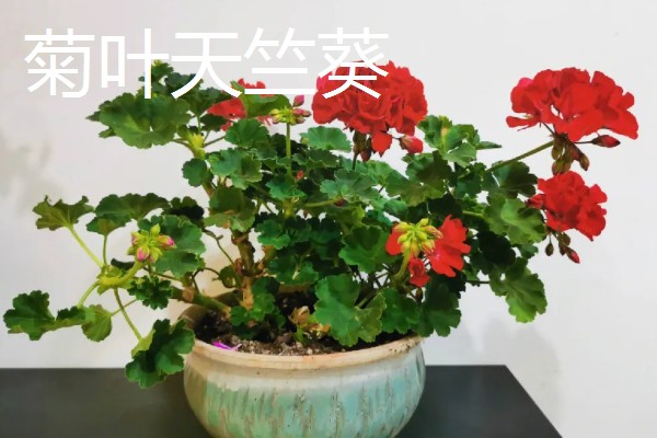 在室内养殖天竺葵会不会中毒，只要不误食就没有危害