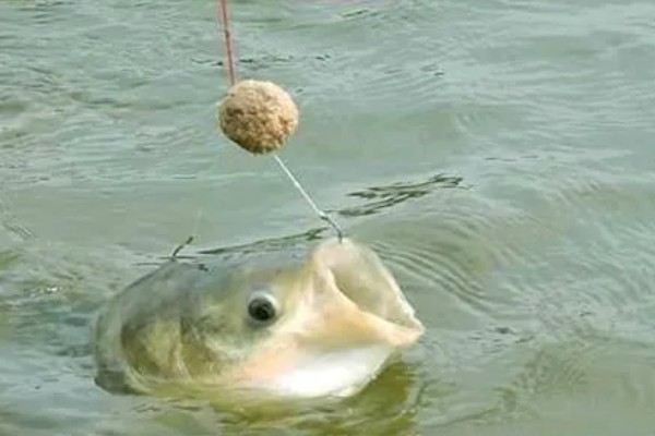 钓鱼怎么看漂相，鲫鱼的典型漂相是抬漂和顿口