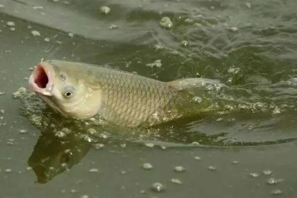 钓鱼怎么看漂相，鲫鱼的典型漂相是抬漂和顿口