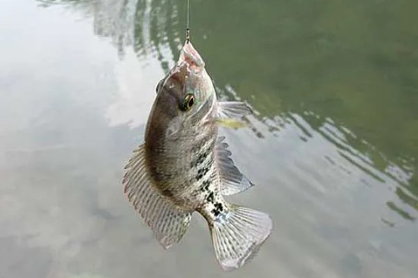 钓鱼怎么看漂相，鲫鱼的典型漂相是抬漂和顿口