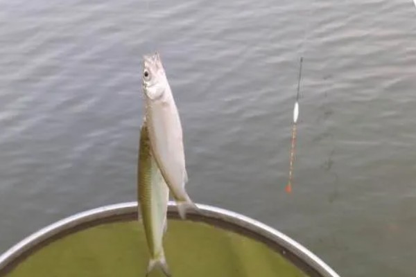 钓鱼怎么看漂相，鲫鱼的典型漂相是抬漂和顿口