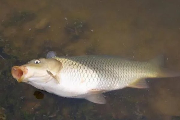 钓鱼怎么看漂相，鲫鱼的典型漂相是抬漂和顿口