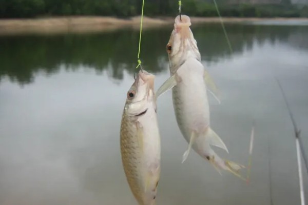 钓鱼怎么看漂相，鲫鱼的典型漂相是抬漂和顿口