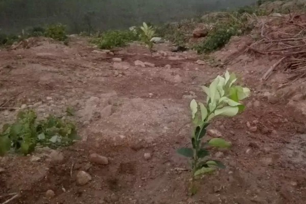 柚子树如何栽培，行距保持在30-40厘米左右