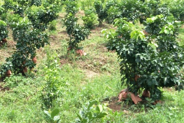 柚子树如何栽培，行距保持在30-40厘米左右