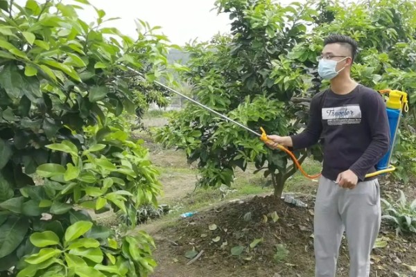 柚子树如何栽培，行距保持在30-40厘米左右