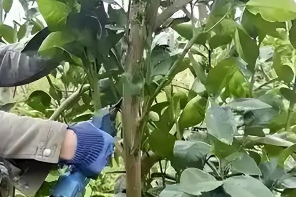 柚子树如何栽培，行距保持在30-40厘米左右