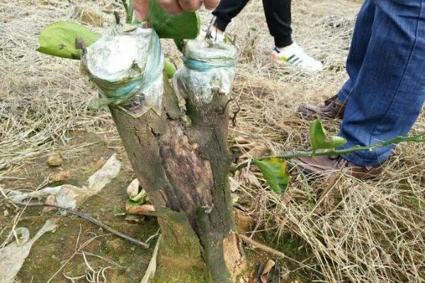 柚子树如何栽培，行距保持在30-40厘米左右