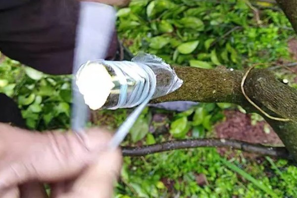 柚子树如何栽培，行距保持在30-40厘米左右