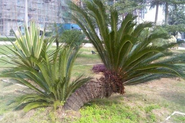 铁树有什么象征意义,代表长寿健康、坚贞不屈等含义