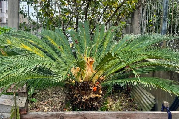 铁树有什么象征意义,代表长寿健康、坚贞不屈等含义