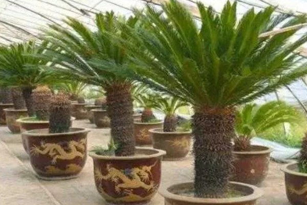 铁树有什么象征意义,代表长寿健康、坚贞不屈等含义