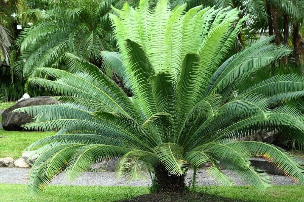 铁树有什么象征意义,代表长寿健康、坚贞不屈等含义