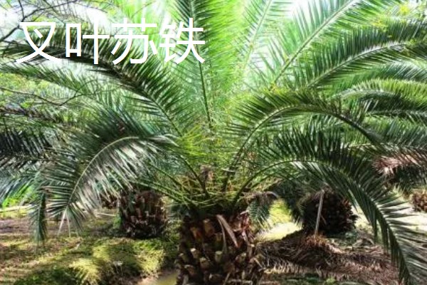 铁树有什么象征意义,代表长寿健康、坚贞不屈等含义