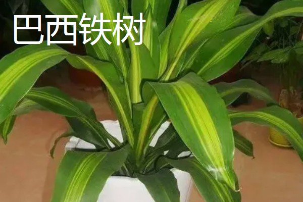 铁树有什么象征意义,代表长寿健康、坚贞不屈等含义