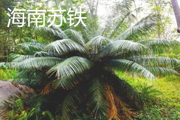 铁树有什么象征意义,代表长寿健康、坚贞不屈等含义