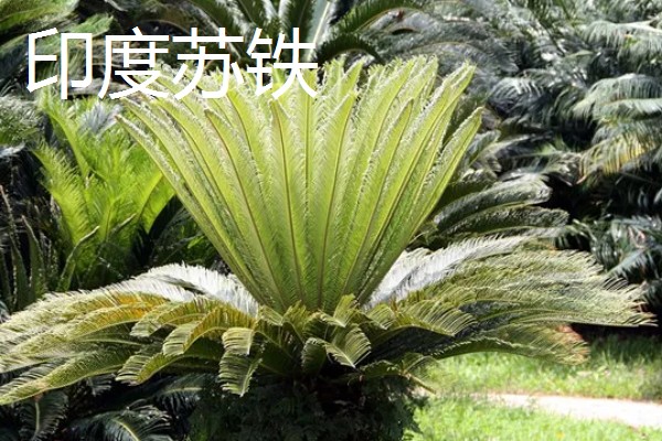 铁树有什么象征意义,代表长寿健康、坚贞不屈等含义