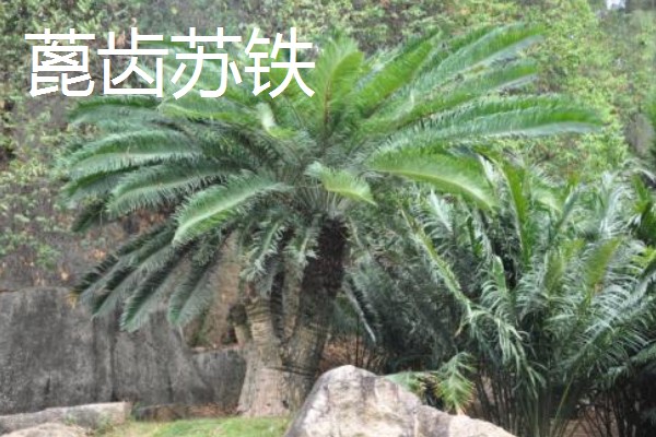 铁树有什么象征意义,代表长寿健康、坚贞不屈等含义