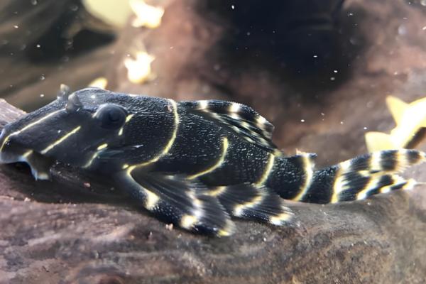 金线黑斑马异型鱼好不好养，饲养难度低很适合新手