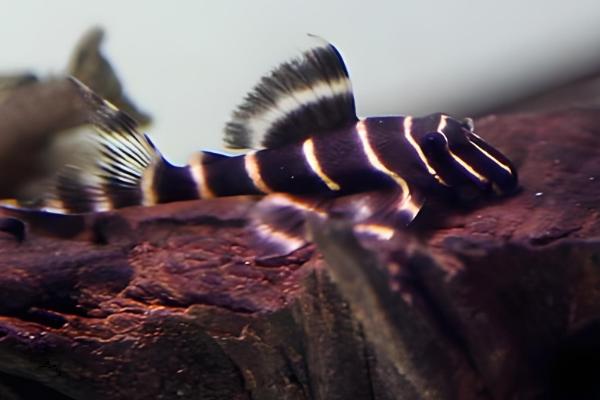 金线黑斑马异型鱼好不好养，饲养难度低很适合新手