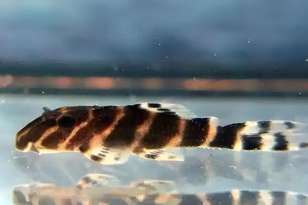 金线黑斑马异型鱼好不好养，饲养难度低很适合新手