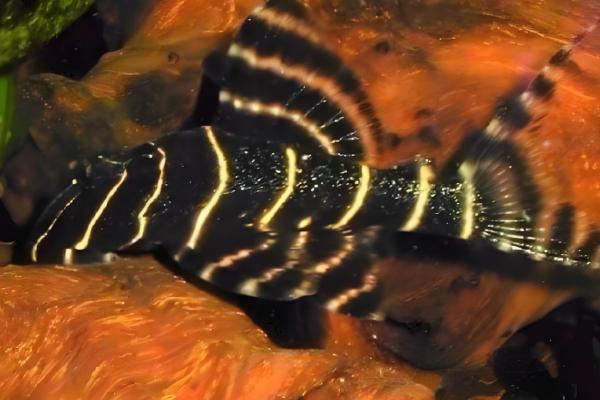 金线黑斑马异型鱼好不好养，饲养难度低很适合新手