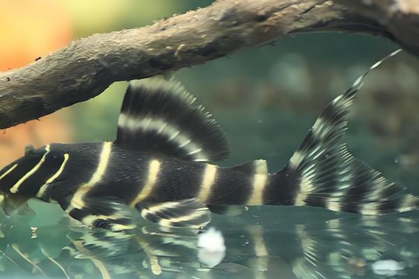 金线黑斑马异型鱼好不好养，饲养难度低很适合新手