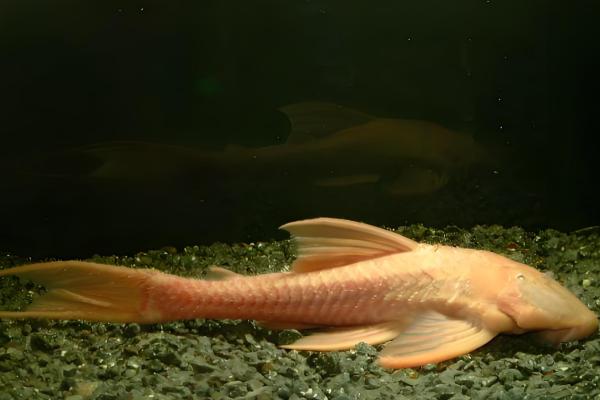 金线黑斑马异型鱼好不好养，饲养难度低很适合新手