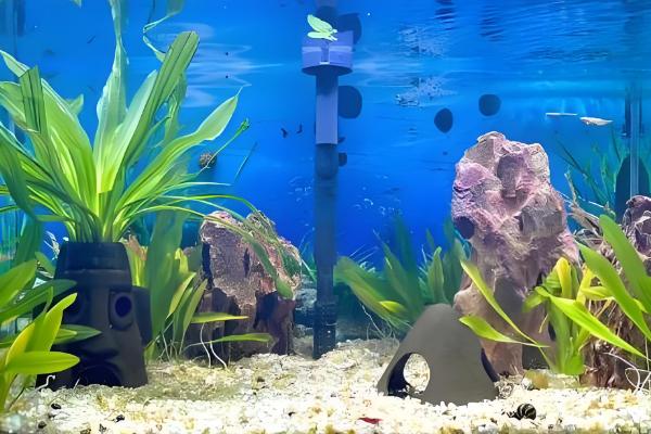 金线黑斑马异型鱼好不好养，饲养难度低很适合新手