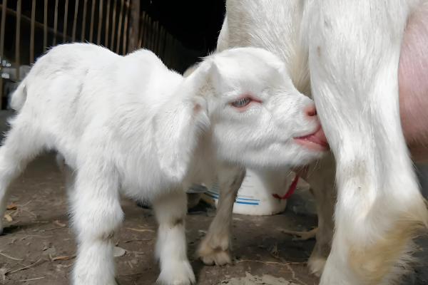 小羊没奶吃如何解决,可饲喂奶粉