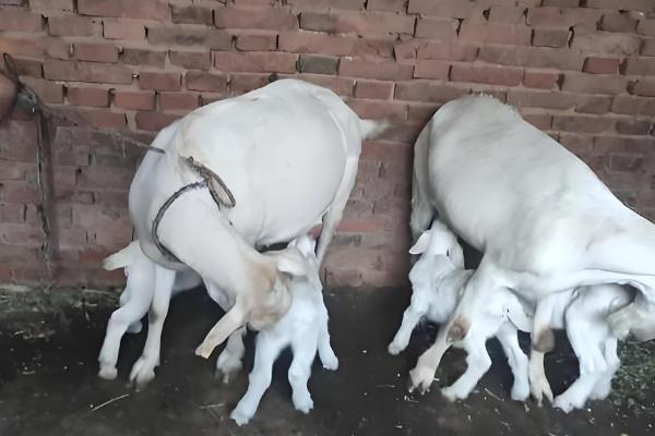 小羊没奶吃如何解决,可饲喂奶粉