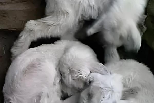 小羊没奶吃如何解决,可饲喂奶粉