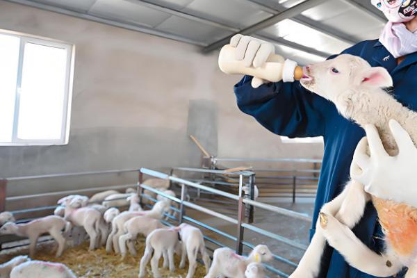 小羊没奶吃如何解决,可饲喂奶粉