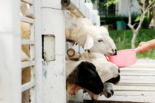 小羊没奶吃如何解决,可饲喂奶粉