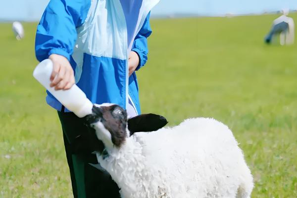 小羊没奶吃如何解决,可饲喂奶粉