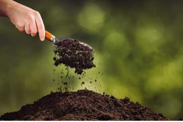 日香桂的养殖方法，多施磷肥可促使它持续开花